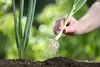 SAFLAX - Bio - Szczypiorek - Lizboński - 150 Nasiona - Podgląd zdjęcia produktu 9