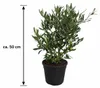 Olijfboom (Olea europaea), ongeveer 50 cm hoog – Echte Productafbeelding-voorbeeld 5