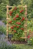 Lampone 'Ottawa' Lampone autunnale 30-35 cm – Rubus idaeus Anteprima dell’immagine prodotto 3
