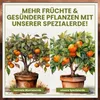 Green Home Zitruserde 72 L – für Zitruspflanzen & Produktbild-Vorschau 6