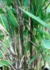 Fargesia nitida Black Pearl 80/100 cm hoch, im 3 Liter-Topf Produktbild-Vorschau 3