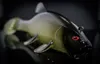 Quantum Gummiköder Tarp Shad (Natural Gun) Produktbild-Vorschau 10