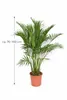 Chamaedorea cataractarum – mexická horská palma 70–100 cm | Náhled obrázku produktu 5