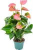 Bloomique - Anthurium - Flamant rose - Rose - Plante Voir les images du produit 1
