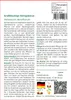 SAFLAX - Großblumige Königskerze - Verbascum densiflorum - Produktbild-Vorschau 3