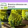 SAFLAX - BIO - Květák - Romanesco - Brassica oleracea var. Náhled obrázku produktu 10