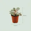 Mini Succulentes Mix - 30 plantes - Ø5,5cm - Hauteur 5-10cm Voir les images du produit 4