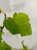 Ficus carica 'Petrelli' Figuier, pot de 2 litres Voir les images du produit 5