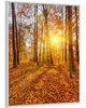 Wallario Wandbild Sonnenuntergang im herbstlichen Wald, Produktbild-Vorschau 2