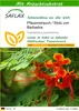 SAFLAX - Pfauenstrauch / Stolz von Barbados - Caesalpinia Produktbild-Vorschau 1