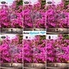 A collage of images showing a solar-powered water fountain with different nozzle attachments in a garden setting with pink flowers. Produktbild-Vorschau