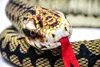 Cornelissen - Peluche - Serpent Vipère - 145 cm de long Voir les images du produit 2