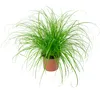 Echtes Katzengras - pflegeleichte Zimmerpflanze, Cyperus Produktbild-Vorschau 6