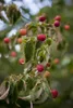 Cornus kousa, Japanischer Blumen-Hartriegel, 100–125 cm Produktbild-Vorschau 2