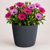 Prosperplast plantenpot Buckingham - antraciet - diameter Productafbeelding-voorbeeld 1
