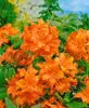 Rhododendron luteum 'Royal Command', gelb, 40–50 cm Produktbild-Vorschau 8