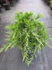 Mooswacholder Rockery Gem - Juniperus sabina Rockery Gem - Produktbild-Vorschau 2