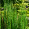 Přeslička japonská FloraSelf Equisetum japonica květináč Ø Náhled obrázku produktu 6