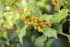 Ilex meserveae 'Heckenfee', ostrokrzew, zimozielony, 40-50 Podgląd zdjęcia produktu 4