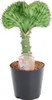 Euphorbia lactea Cristata Verde – Euforbia corallina – Anteprima dell’immagine prodotto 1