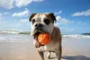 Waboba Woof Pack Hundespielzeug Set Wurfscheibe Sprungball Produktbild-Vorschau 6