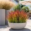 Stauden Gänge 1 x Imperata cylindrica 'Red Baron' im 1 Produktbild-Vorschau 1