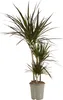 Bloomique - Dracaena Marginata - Dragonnier - Plantes Voir les images du produit 1