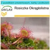 SAFLAX - Zestaw prezentowy - Rosiczka Okrągłolistna - 50 Podgląd zdjęcia produktu 10