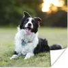 MuchoWow® Poster Ein glücklicher Border Collie, dem die Produktbild-Vorschau 1