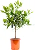 Kaffir-Limette 80 cm Stämmchen Citrus Hystrix, Produktbild-Vorschau 2