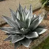 Exotické semená - balenie 5 ks - Mrazuvzdorná - Agave Náhľad obrázku produktu 4