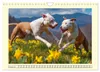 Pit Bull Terrier. Zwischen Wildblumen und Großstadtglanz Produktbild-Vorschau 5