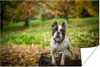 MuchoWow® Poster Französische Bulldogge - Herbst - Produktbild-Vorschau 1