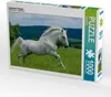 CALVENDO Puzzle Lipizzaner Hengst | 1000 Teile Lege-Größe Produktbild-Vorschau 1