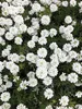 6 x Iberis Sempervirens - Schleifenblume - Topf 9 x 9 cm Produktbild-Vorschau 1