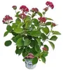 Hydrangea arb. Ruby Annabelle® ('Ncha3'PBR) - Hortensie | Produktbild-Vorschau 3