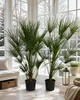 2 ks trpasličí palmy 160–200 cm – Chamaerops humilis, Náhled obrázku produktu 1