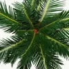 Cycas revoluta – japonská palmovitá kapradina s cibulkou – Náhled obrázku produktu 3