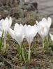 Krokus Jeanne d'Arc, witte bloembollen, 50 stuks. Productafbeelding-voorbeeld 4