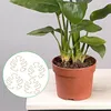 4 Stück Pflanzenstütze , Monstera Pflanzenstielstütze Produktbild-Vorschau 4