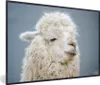MuchoWow® MuchoWow® Gerahmtes Poster Alpaka - Wolle - Weiß Produktbild-Vorschau 1