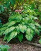 Hosta x fortunei 'Stenantha', Funkie, grün, ca. 11x11 cm Produktbild-Vorschau 12