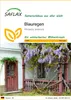 SAFLAX - Blauregen - 4 Samen - Wisteria sinensis Produktbild-Vorschau 1