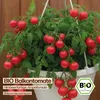 Samenliebe  Tomate Samen | Himbeerfarbige Ampeltomate - Produktbild-Vorschau 4