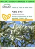 SAFLAX Garden to go - Arbre à thé - 400 graines - Melaleuca Voir les images du produit 1