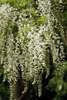 Wisteria sinensis 'Alba', Chinesischer Blauregen, weiß, Produktbild-Vorschau 5