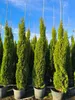 Several potted cypress trees are lined up outdoors under a blue sky. Podgląd zdjęcia produktu