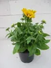 Rudbeckia - Sunbeckia Giggling Smiley - Sonnenhut Giggling Produktbild-Vorschau 3