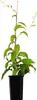 Aktinidia Purpurna Sadowa femmina 1L Anteprima dell’immagine prodotto 2