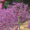 6 x Sternkugel Lauch - Allium christophii  | Topf 9cm x 9cm Produktbild-Vorschau 2